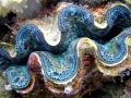 Giant Clam