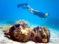 Giant Clam