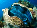 Giant Clam