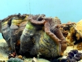 Giant Clam