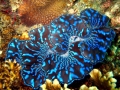 Giant Clam