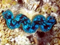 Giant Clam