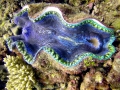 Giant Clam