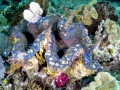 Giant Clam