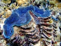 Giant Clam