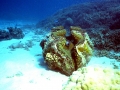 Giant Clam