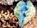 Giant Clam