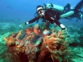 Giant Clam