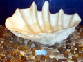 Giant Clam
