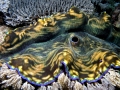Giant Clam