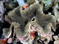 Giant Clam
