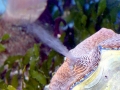 Giant Clam