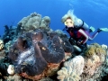Giant Clam