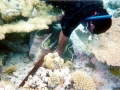 Giant Clam