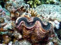 Giant Clam