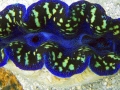 Giant Clam