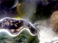 Giant Clam