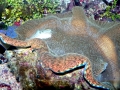 Giant Clam