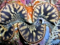 Giant Clam
