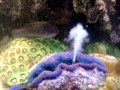 Giant Clam