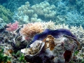 Giant Clam