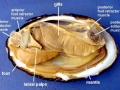 Giant Clam