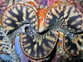 Giant Clam