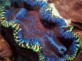 Giant Clam