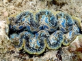 Giant Clam