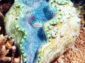 Giant Clam