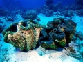 Giant Clam