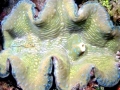 Giant Clam
