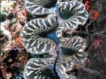 Giant Clam