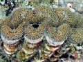 Giant Clam