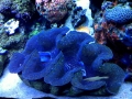 Giant Clam