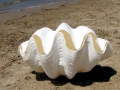 Giant Clam