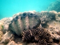 Giant Clam
