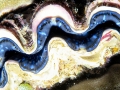 Giant Clam