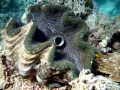 Giant Clam