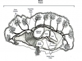 Giant Clam