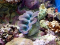 Giant Clam