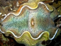 Giant Clam