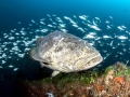 Giant Grouper