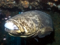 Giant Grouper