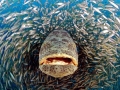 Giant Grouper