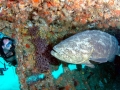 Giant Grouper