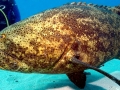 Giant Grouper