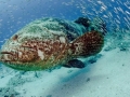 Giant Grouper