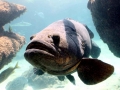 Giant Grouper