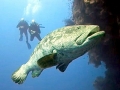 Giant Grouper
